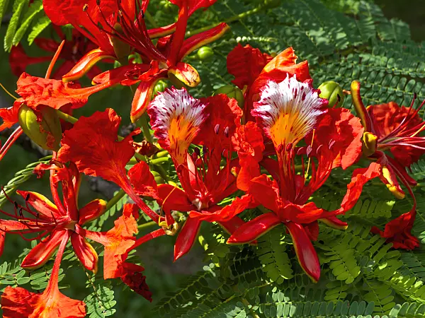 434259 - Flamboyant (Delonix regia)