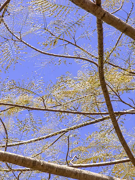 434327 - Flamboyant (Delonix regia)