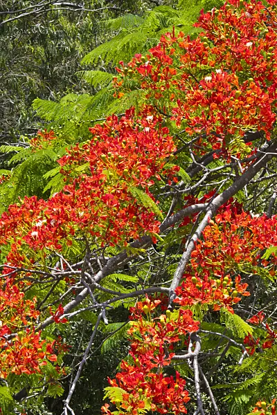 455083 - Flamboyant (Delonix regia)