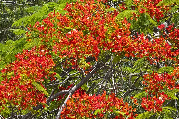 455084 - Flamboyant (Delonix regia)