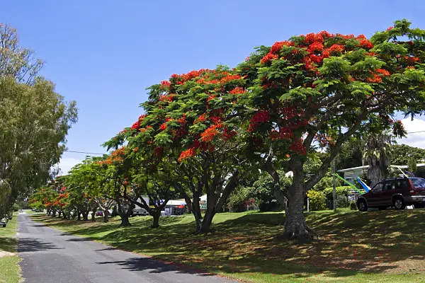 455081 - Flamboyant (Delonix regia), Dunwich, North Stradbroke Island, Australia