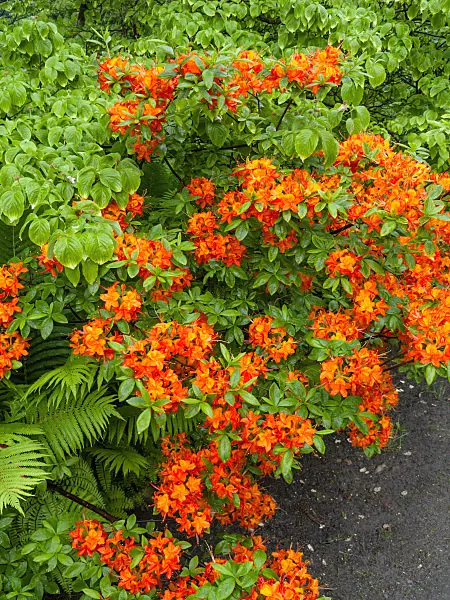 460105 - Flame azalea (Rhododendron calendulaceum)