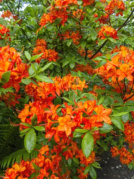 460106 - Flame azalea (Rhododendron calendulaceum)