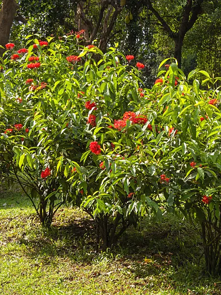 411125 - Flame of the woods (Ixora coccinea)