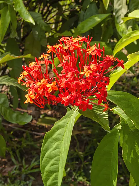411126 - Flame of the woods (Ixora coccinea)
