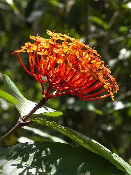 434191 - Flame of the woods (Ixora coccinea)