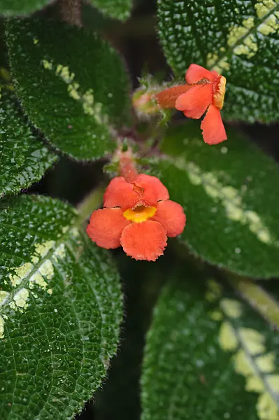 480001 - Flame violet (Episcia cupreata)