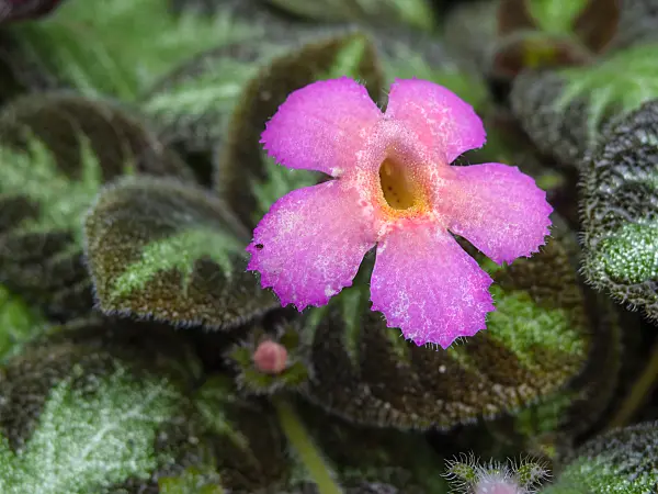 452203 - Flame violet (Episcia cupreata 'Pink Panther')