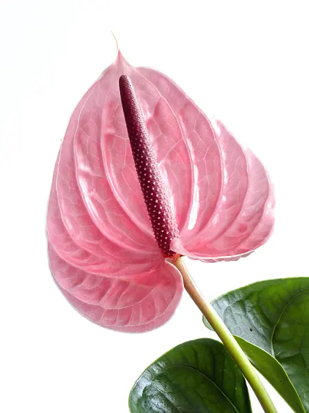 433129 - Flamingo flower (Anthurium)