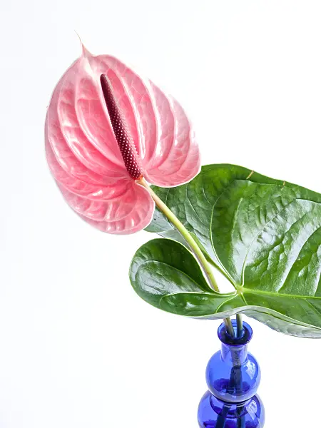 433130 - Flamingo flower (Anthurium)