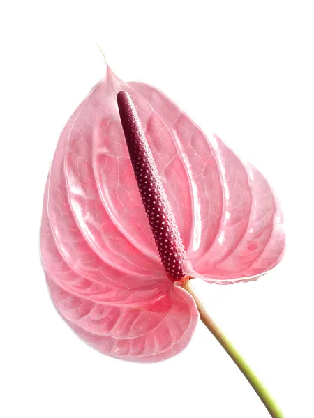 433131 - Flamingo flower (Anthurium)