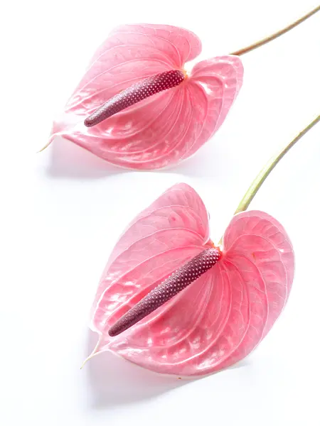 433133 - Flamingo flower (Anthurium)