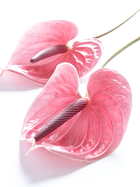 433134 - Flamingo flower (Anthurium)