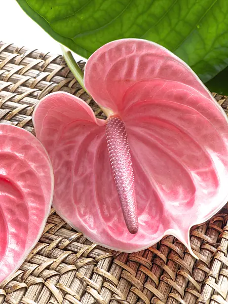433136 - Flamingo flower (Anthurium)