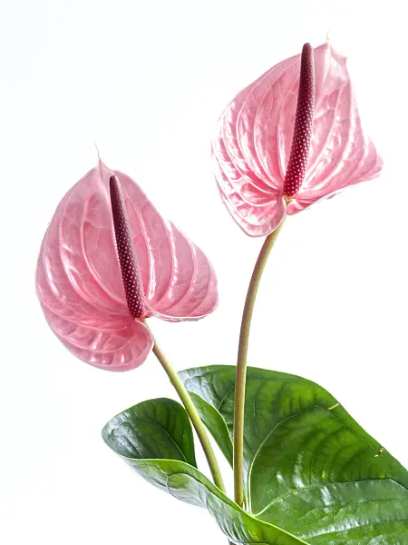 433139 - Flamingo flower (Anthurium)