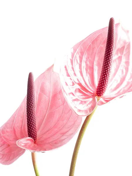 433140 - Flamingo flower (Anthurium)