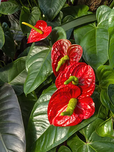 460148 - Flamingo flower (Anthurium)