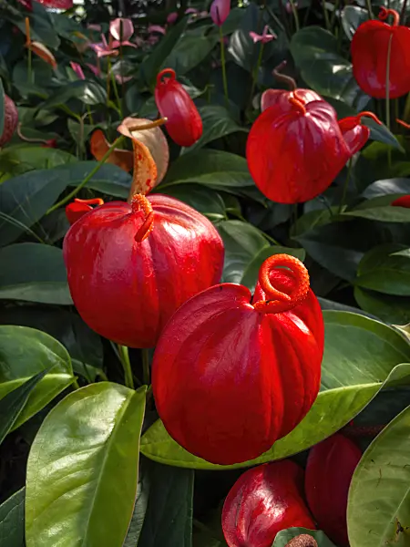 460145 - Flamingo flower (Anthurium scherzerianum 'Opus')