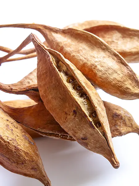 433022 - Flammenbaum (Brachychiton acerifolius)