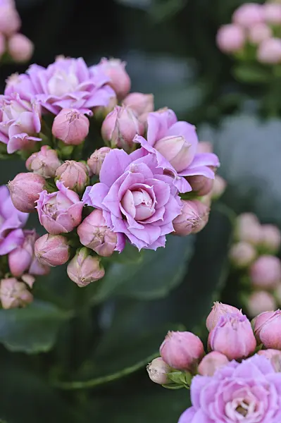 470118 - Flammendes Käthchen (Kalanchoe blossfeldiana)