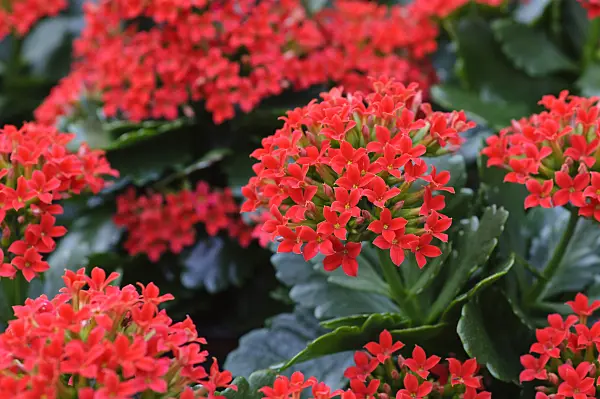470119 - Flammendes Käthchen (Kalanchoe blossfeldiana)