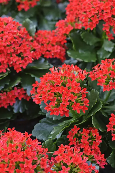 470120 - Flammendes Käthchen (Kalanchoe blossfeldiana)