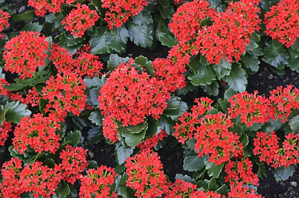 470121 - Flammendes Käthchen (Kalanchoe blossfeldiana)