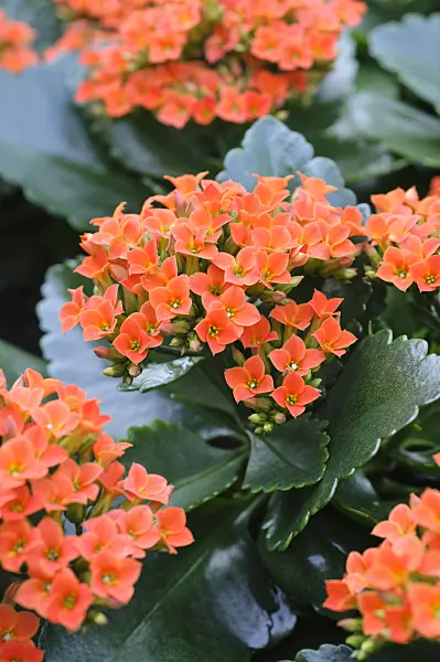 470122 - Flammendes Käthchen (Kalanchoe blossfeldiana)