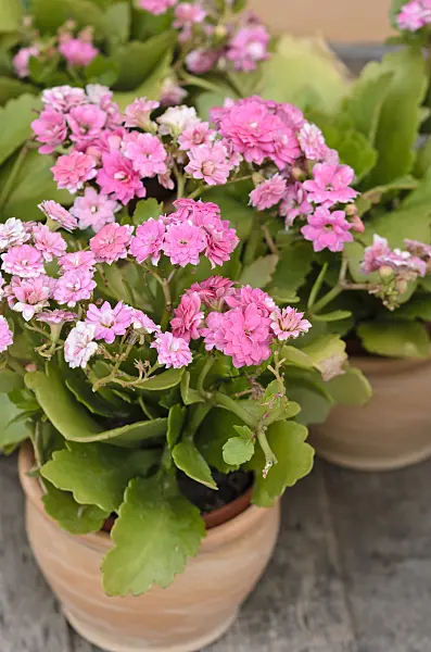 524072 - Flammendes Käthchen (Kalanchoe blossfeldiana)