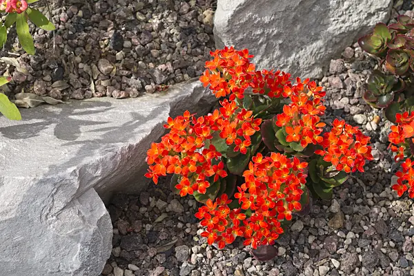 555118 - Flammendes Käthchen (Kalanchoe blossfeldiana)