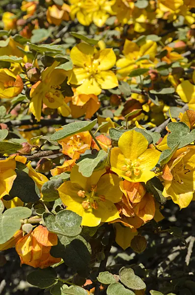 508506 - Flannelbush (Fremontodendron Ken Taylor)