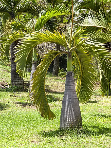 434328 - Flaschenpalme (Hyophorbe lagenicaulis)