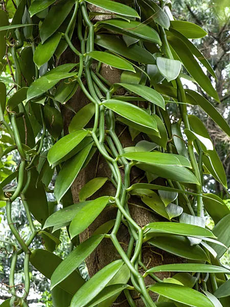 434272 - Flat-leaved vanilla (Vanilla planifolia)