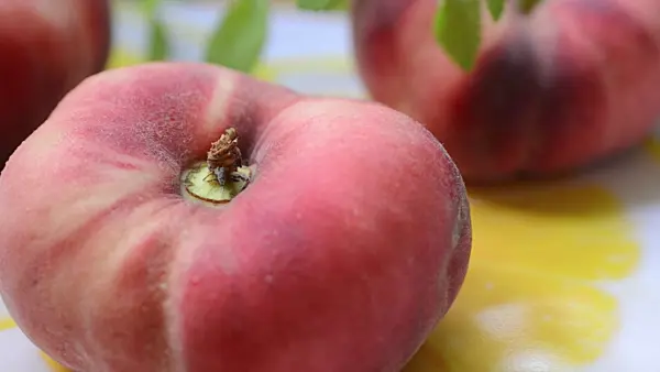 499120 - Flat peach (Prunus persica var. platycarpa)