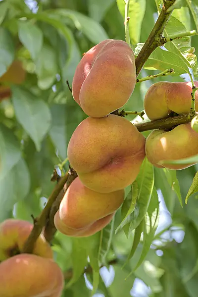575262 - Flat peach (Prunus persica var. platycarpa 'Jalousie')