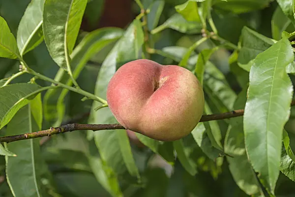 575268 - Flat peach (Prunus persica var. platycarpa 'Platifun')