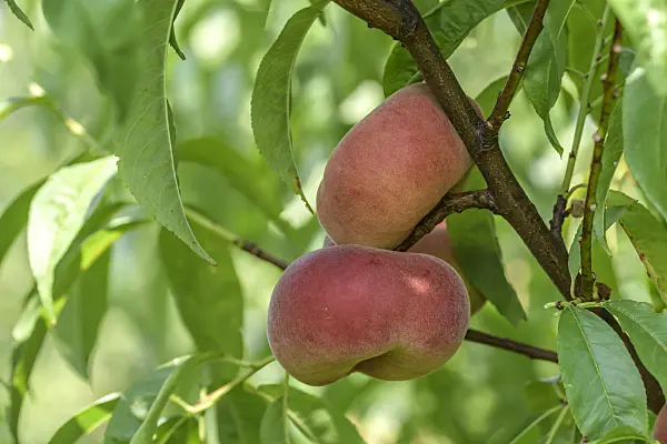 575269 - Flat peach (Prunus persica var. platycarpa 'Platifun')