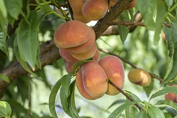 575274 - Flat peach (Prunus persica var. platycarpa 'Sandwich gelb')