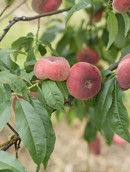 575279 - Flat peach (Prunus persica var. platycarpa 'Ufo 3')