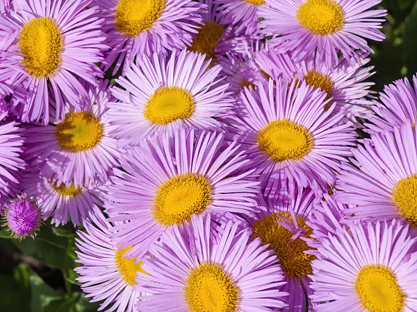 426333 - Fleabane (Erigeron)