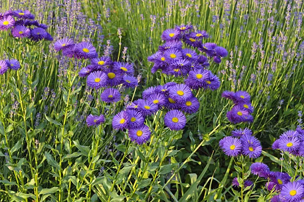 473154 - Fleabane (Erigeron) and lavender (Lavandula)