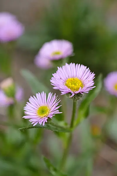 484260 - Fleabane (Erigeron glabratus)