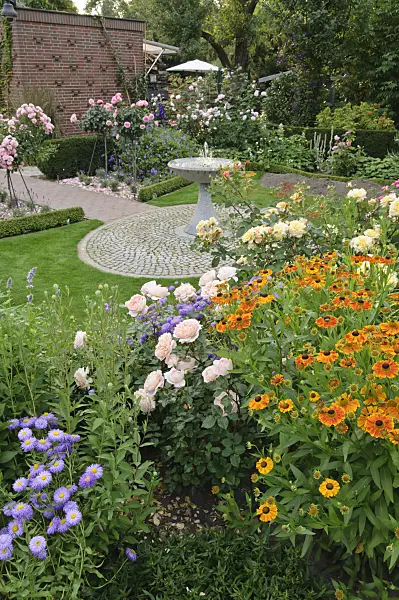 474070 - Fleabane (Erigeron), rose (Rosa) and sneezeweed (Helenium) in a rose garden