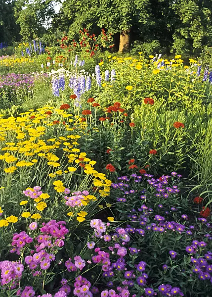 379083 - Fleabane (Erigeron), yarrow (Achillea) and Maltese cross (Lychnis chalcedonica syn. Silene chalcedonica)