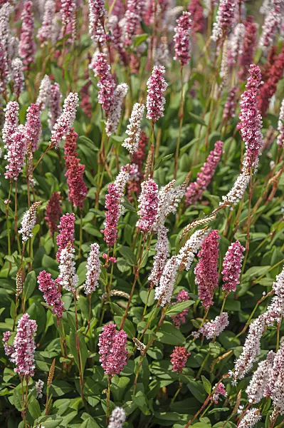 575178 - Fleece flower (Bistorta affinis 'Superba' syn. Polygonum affine 'Superba')