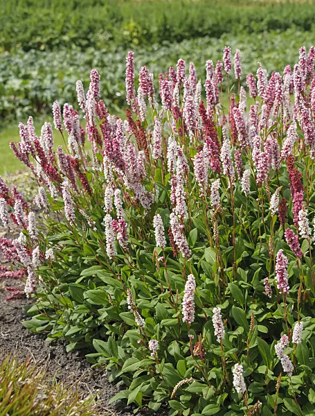 575179 - Fleece flower (Bistorta affinis 'Superba' syn. Polygonum affine 'Superba')
