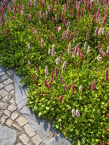416005 - Fleece flower (Bistorta affinis syn. Polygonum affine)