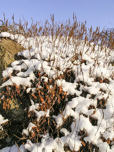 421009 - Fleece flower (Bistorta affinis syn. Polygonum affine)