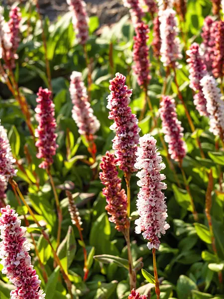 461132 - Fleece flower (Bistorta affinis syn. Polygonum affine)