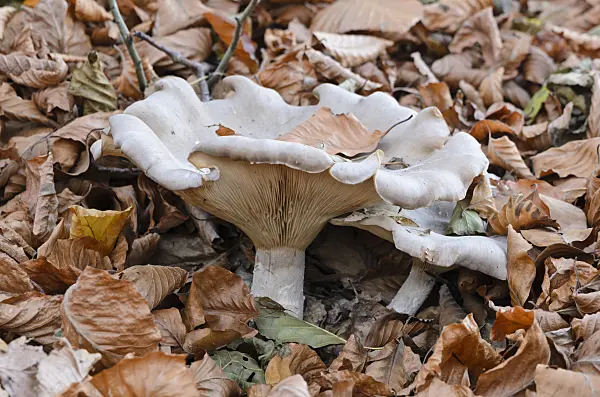 525454 - Fleecy milk-cap (Lactarius vellereus) between beech leaves